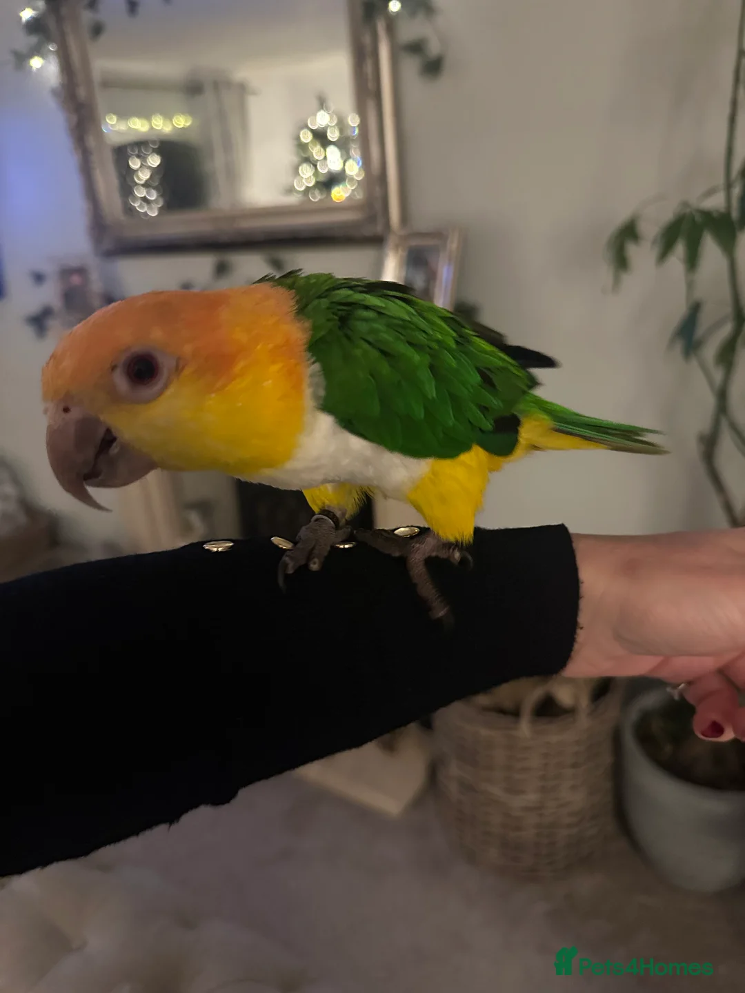 Parakeets birds for sale: Beautiful Tame Caique-Full Setup Available - Advert 6