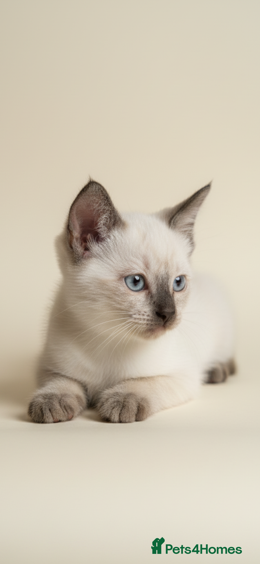 Ragdoll cats for sale: Cute kittens for sale  - Image 1