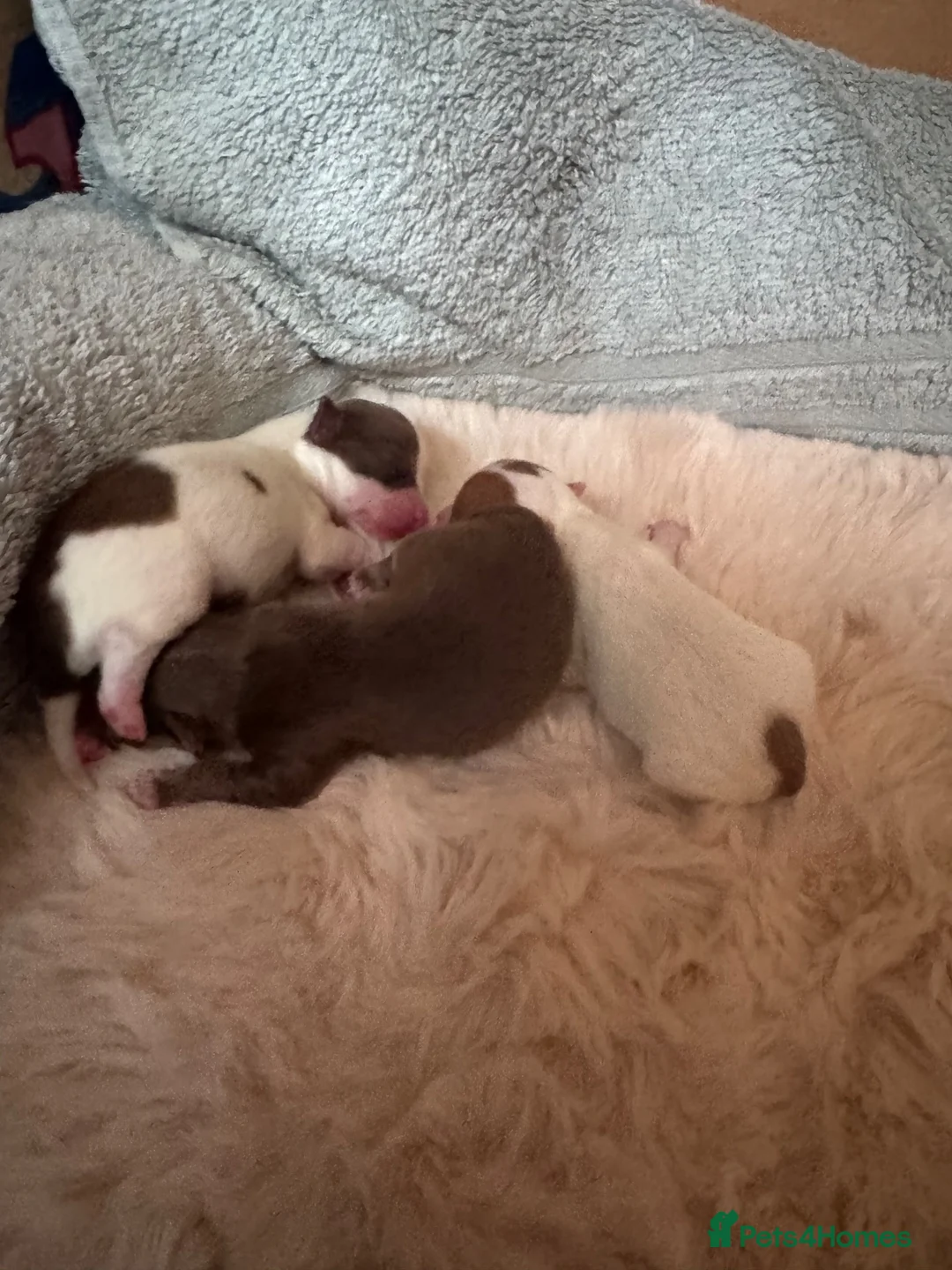 Chihuahua dogs for sale: Gorgeous chihuahua puppies - Advert 2