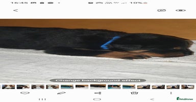 Rottweiler dogs - Advert 4