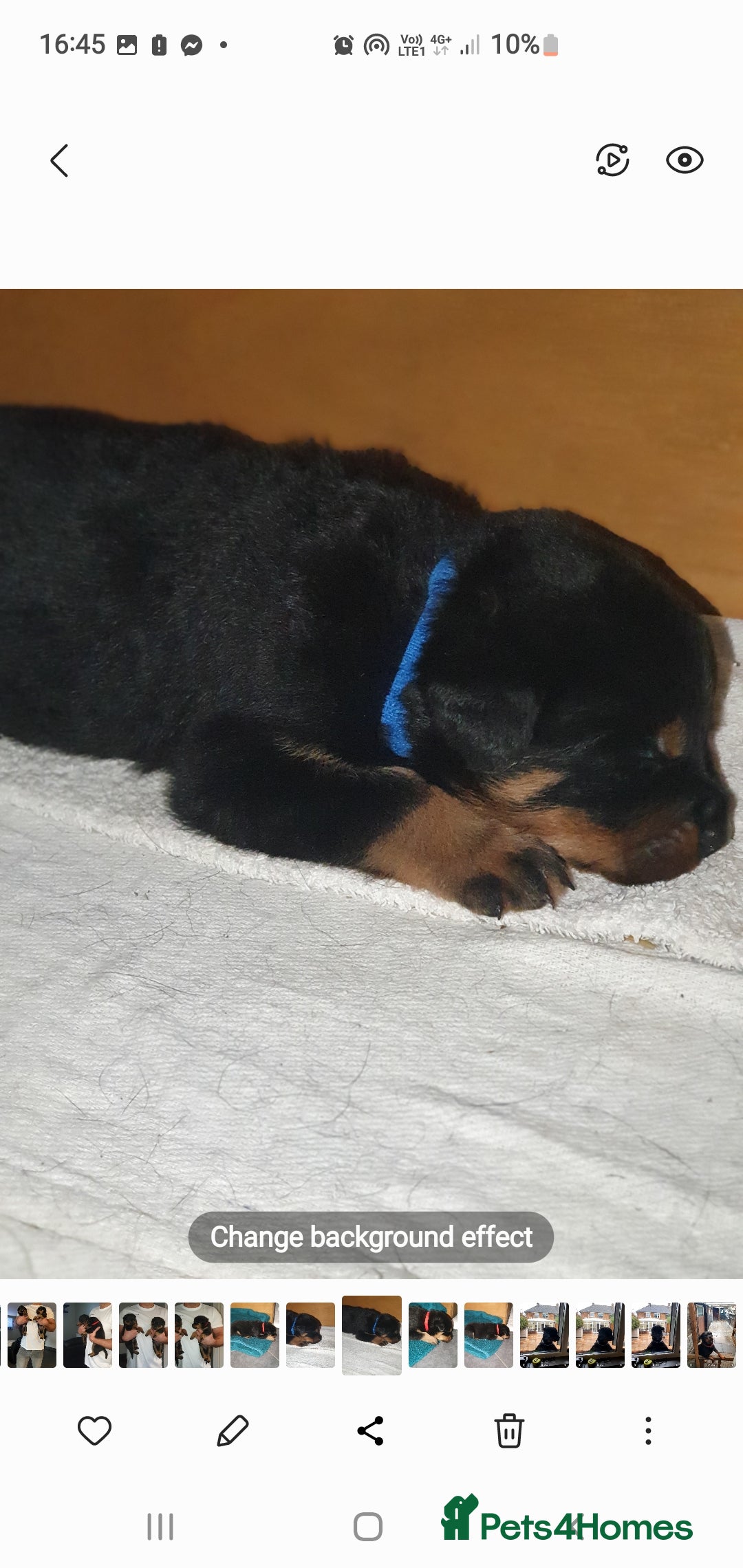 Rottweiler dogs for sale: Kc reg full German champion rottweiler puppies   - Image 2