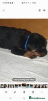 Rottweiler dogs - Advert 3