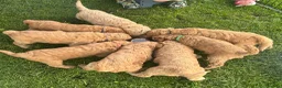 Standard Poodle dogs for sale: Apricot Standard Poodle Puppies  - Advert 5