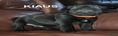 Klaus