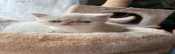 Exotic cats for sale: Exotic Persian  kittens - Advert 3