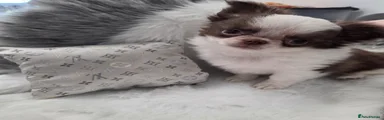 Chihuahua Puppy 4