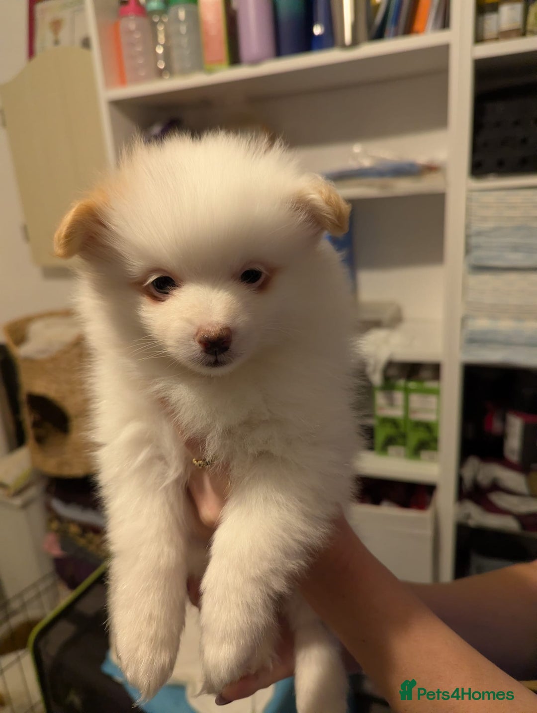Pomeranian dogs for sale: Beautiful pom puppies - Advert 12