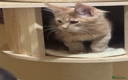 Maine Coon cats for sale: Last Ginger Boy Pure Mainecoon! - Image 9