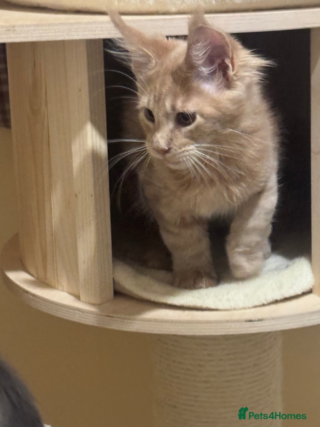 Maine Coon cats for sale: Last Ginger Boy Pure Mainecoon! - Image 9