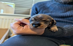 Dachshund dogs for sale: Standard Wirehaired Dachshund Puppies - Image 30