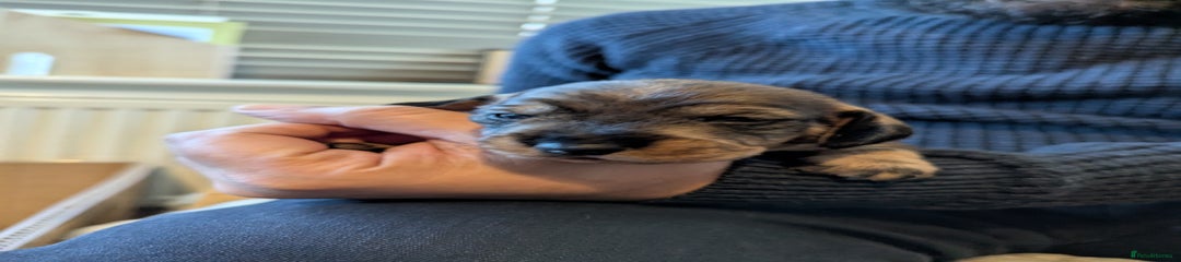 Dachshund Puppy 7