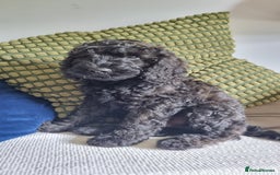 Cavapoo dogs for sale: F1b Standard Cavapoo, 3 remaining ready to leave in Watchet - Image 6