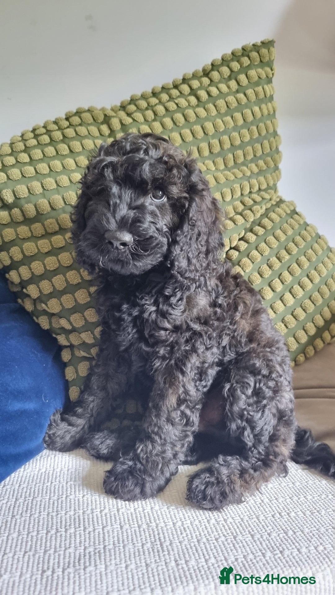 Cavapoo dogs for sale: F1b Standard Cavapoo, 3 remaining ready to leave in Watchet - Image 6