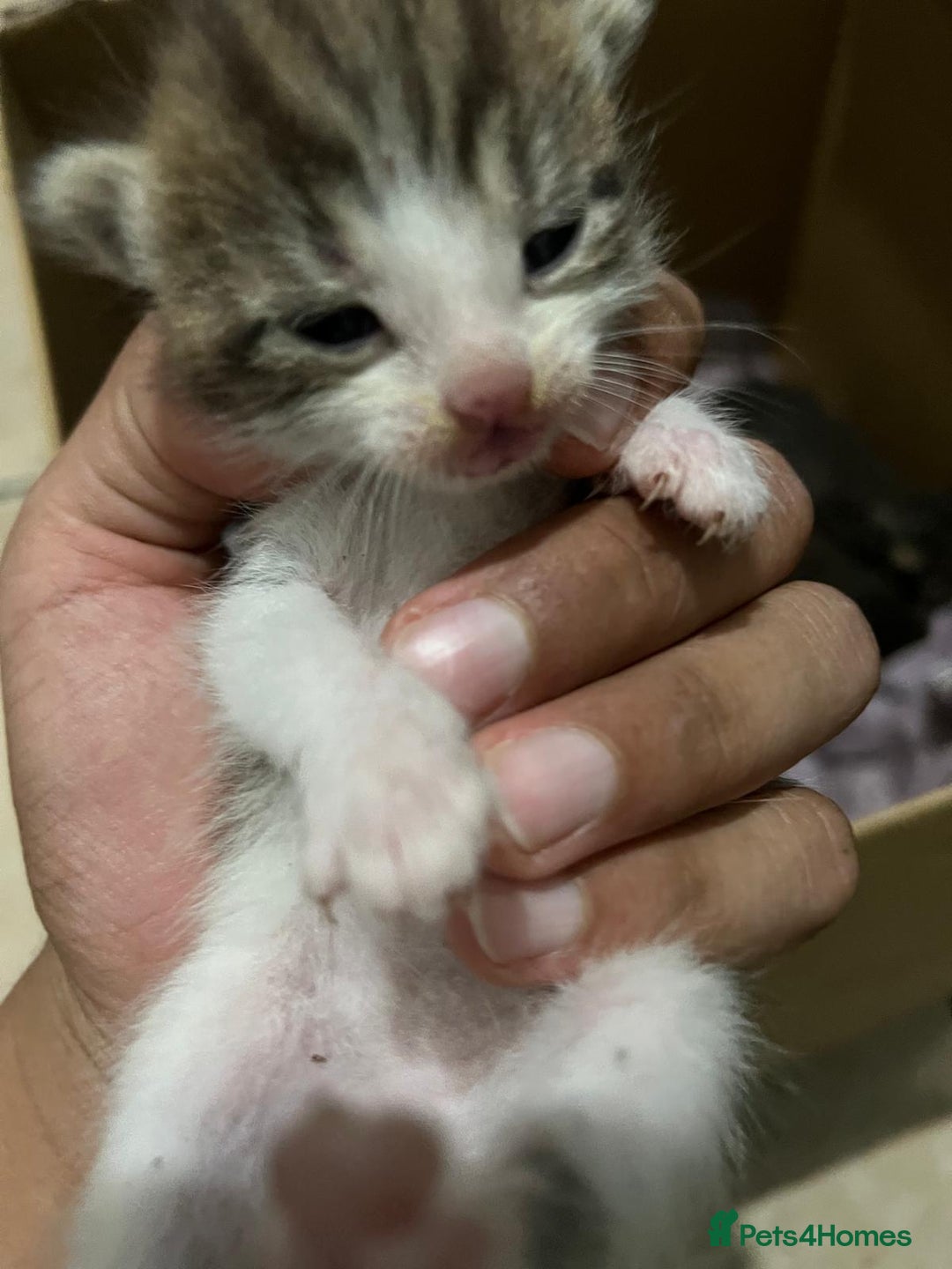 Domestic Shorthair cats for sale: cat and kittens for rehoming - Image 9
