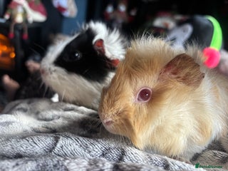 Guinea Pig rodents for sale: 2 beautiful funky girls - Advert 1