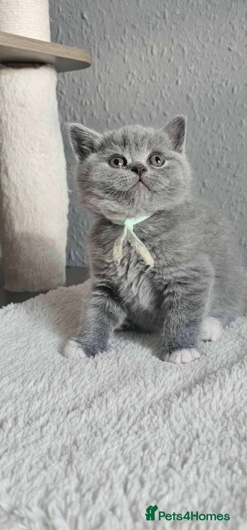 British Shorthair cats LAST BOY BSH Champion Bloodline GCCF - Advert 2