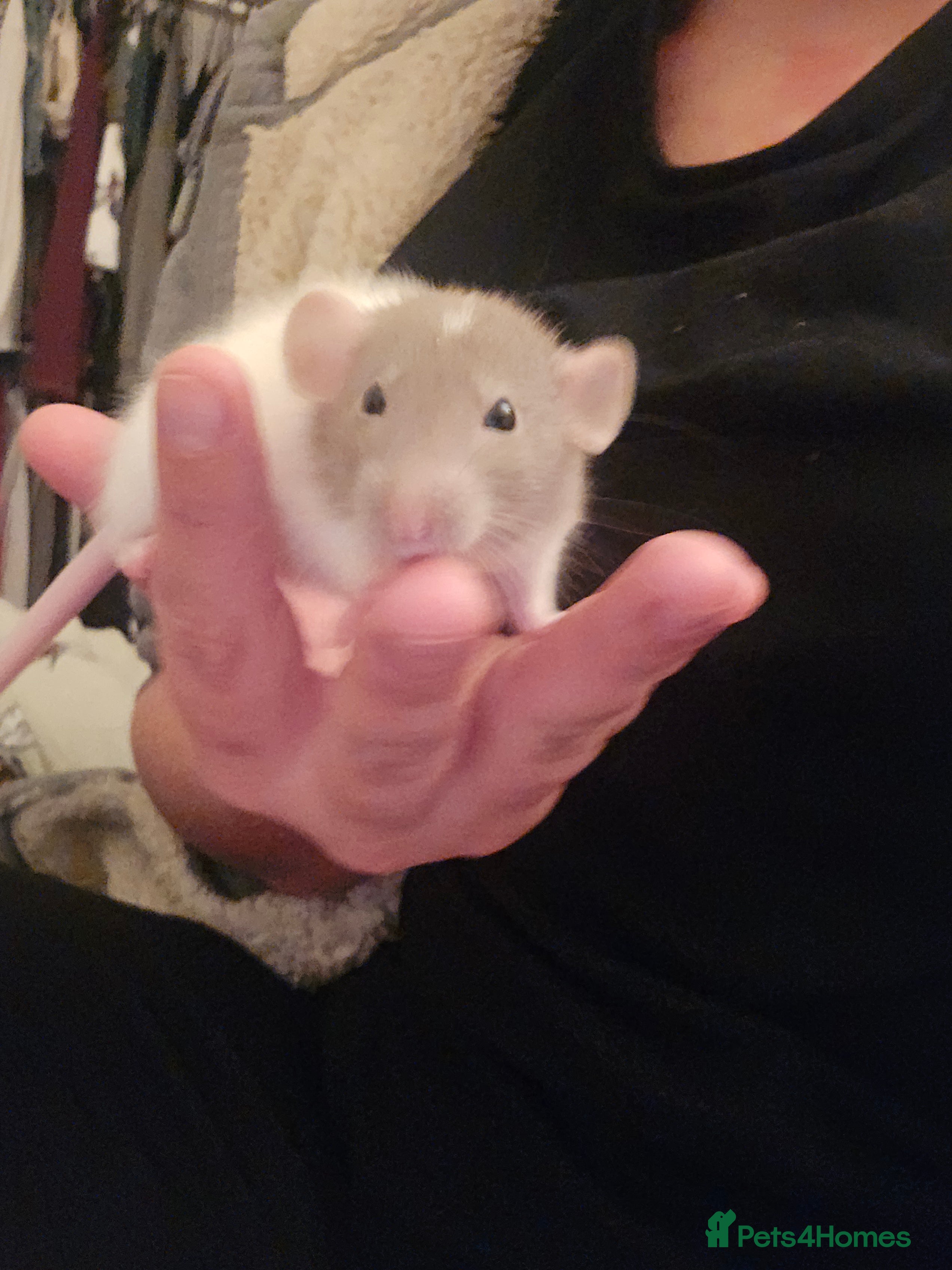 Rat rodents 10 girls and 11 boys available  - Advert 11