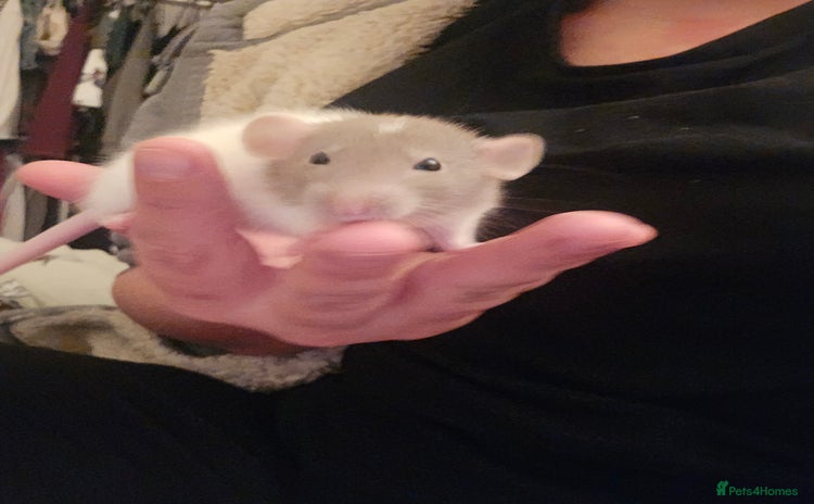 Rat rodents 10 girls and 11 boys available  - Advert 10