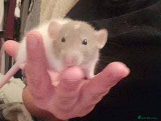 Rat rodents 10 girls and 11 boys available - Advert 7