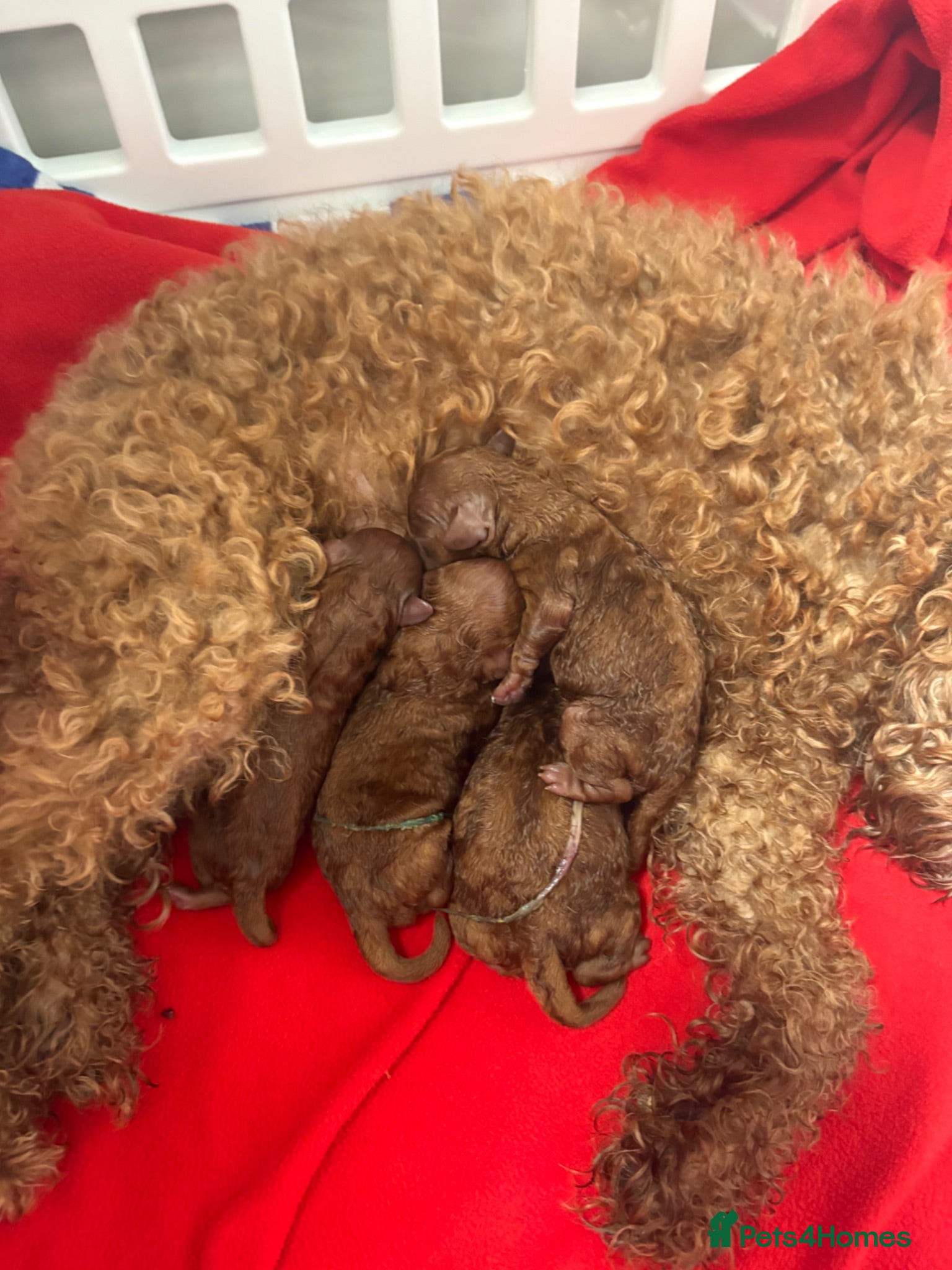 Toy Poodle dogs Red Toy Poodle puppies Royal KC registered  - Advert 2