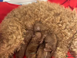 Toy Poodle dogs Red Toy Poodle puppies Royal KC registered - Advert 1