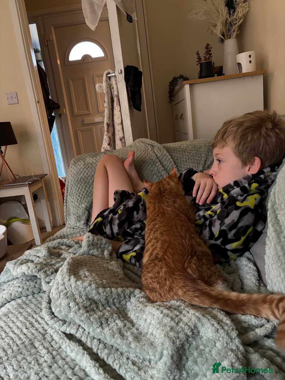 Mixed Breed cats for sale: Beautiful orange kitten  - Advert 3