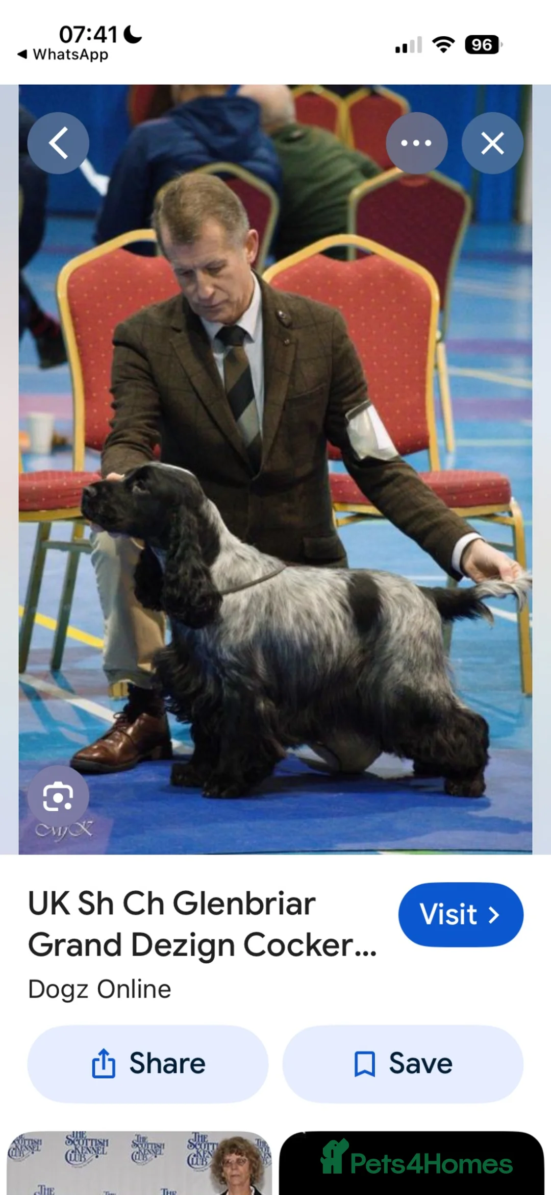 Cocker Spaniel dogs for sale: 3 Blue Roan Show Cockers - Advert 2