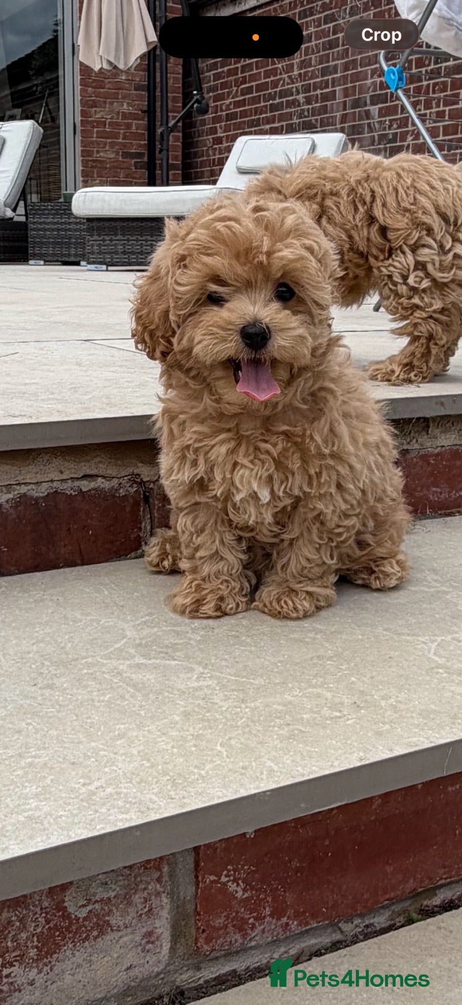 Maltipoo dogs Adorable Health tested F1 Maltipoo puppies - Advert 1
