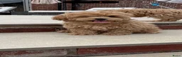 Maltipoo dogs for sale: Adorable Health tested F1 Maltipoo puppies - Advert 1