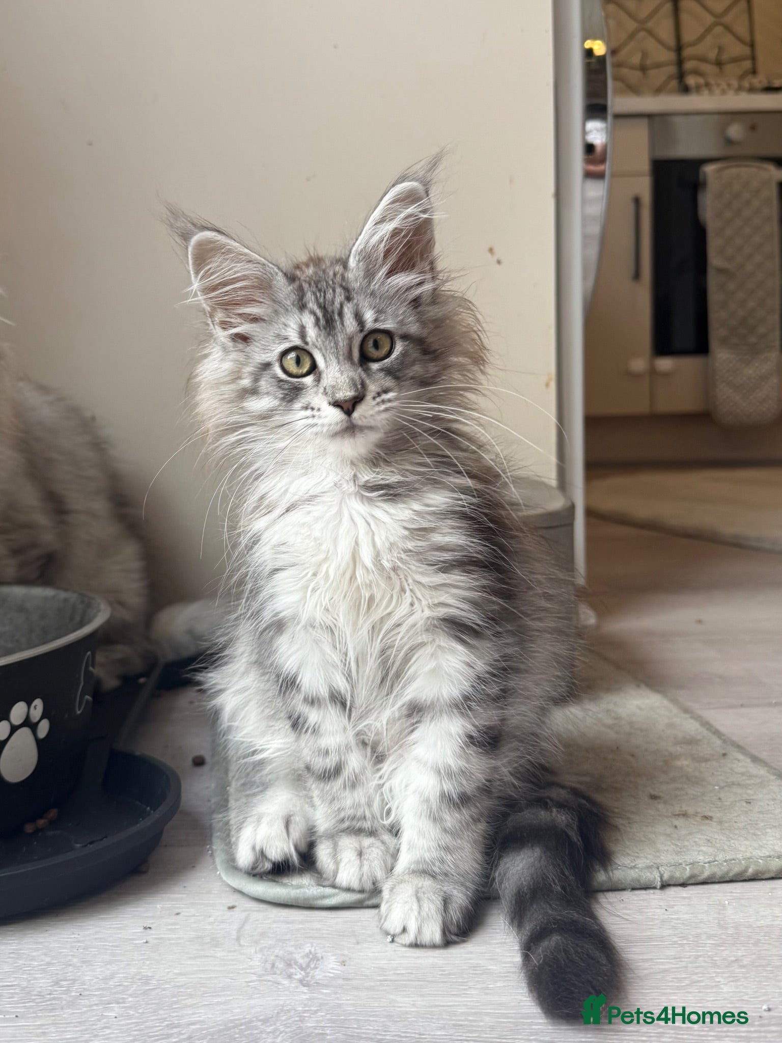 Maine Coon cats Maine coon kittens - Advert 2