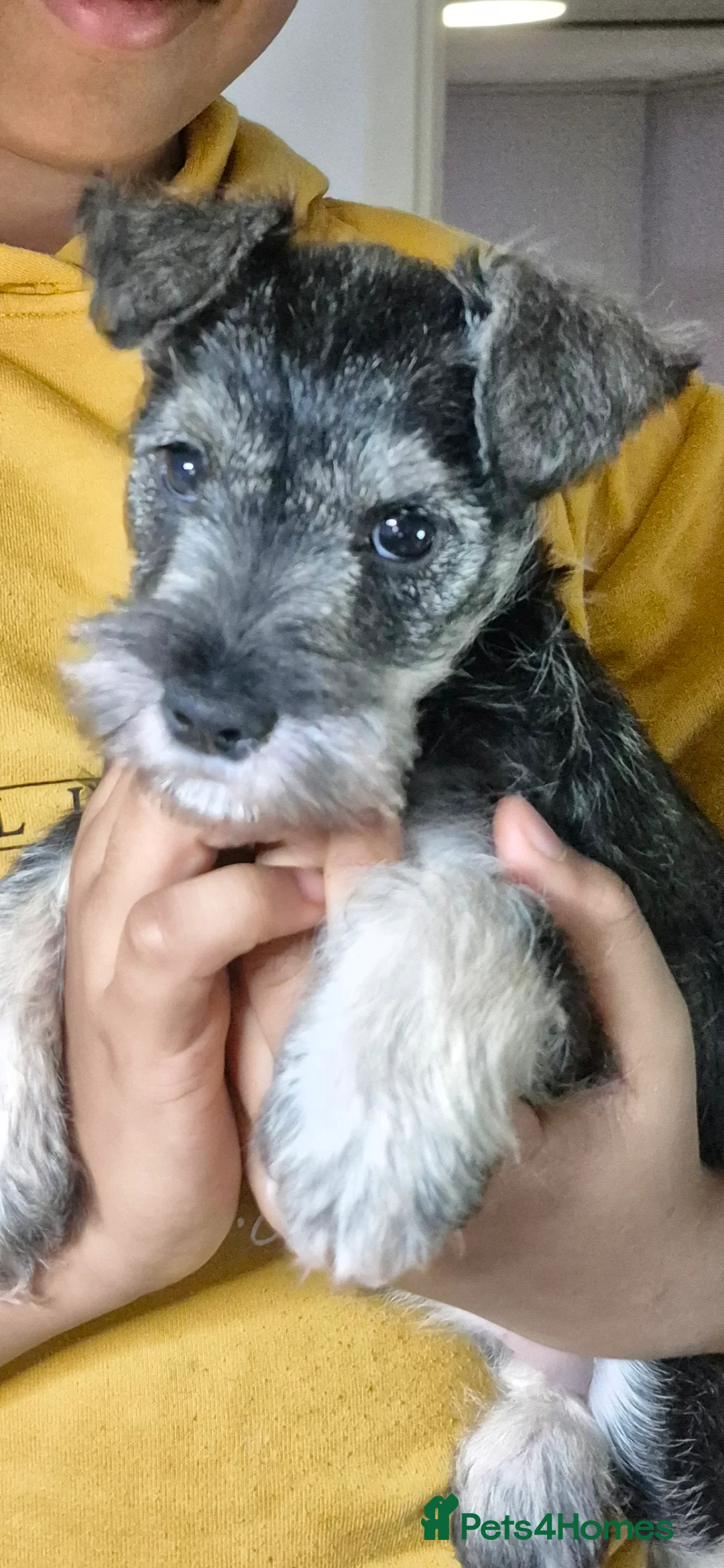 Miniature Schnauzer dogs for sale: Adorable Miniature Shnauzer ,SOLD - Advert 1