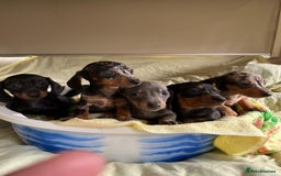 Miniature Dachshund dogs for sale: Miniature dachshund puppies for sale - Image 5