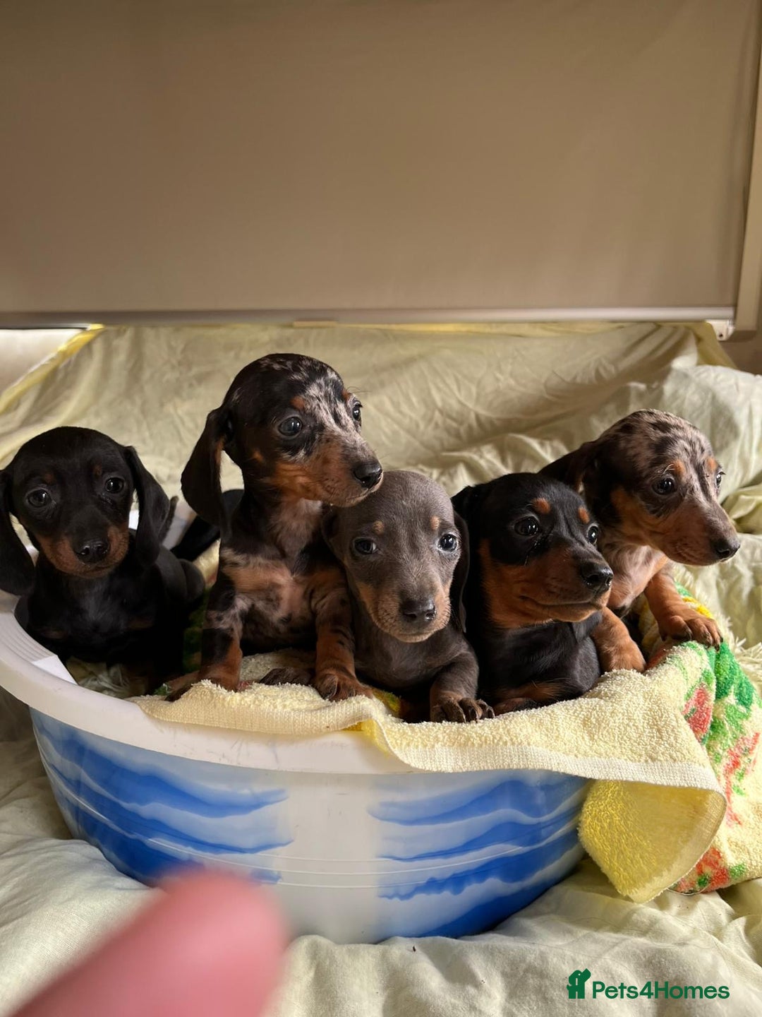 Miniature Dachshund dogs for sale: Miniature dachshund puppies for sale - Image 5
