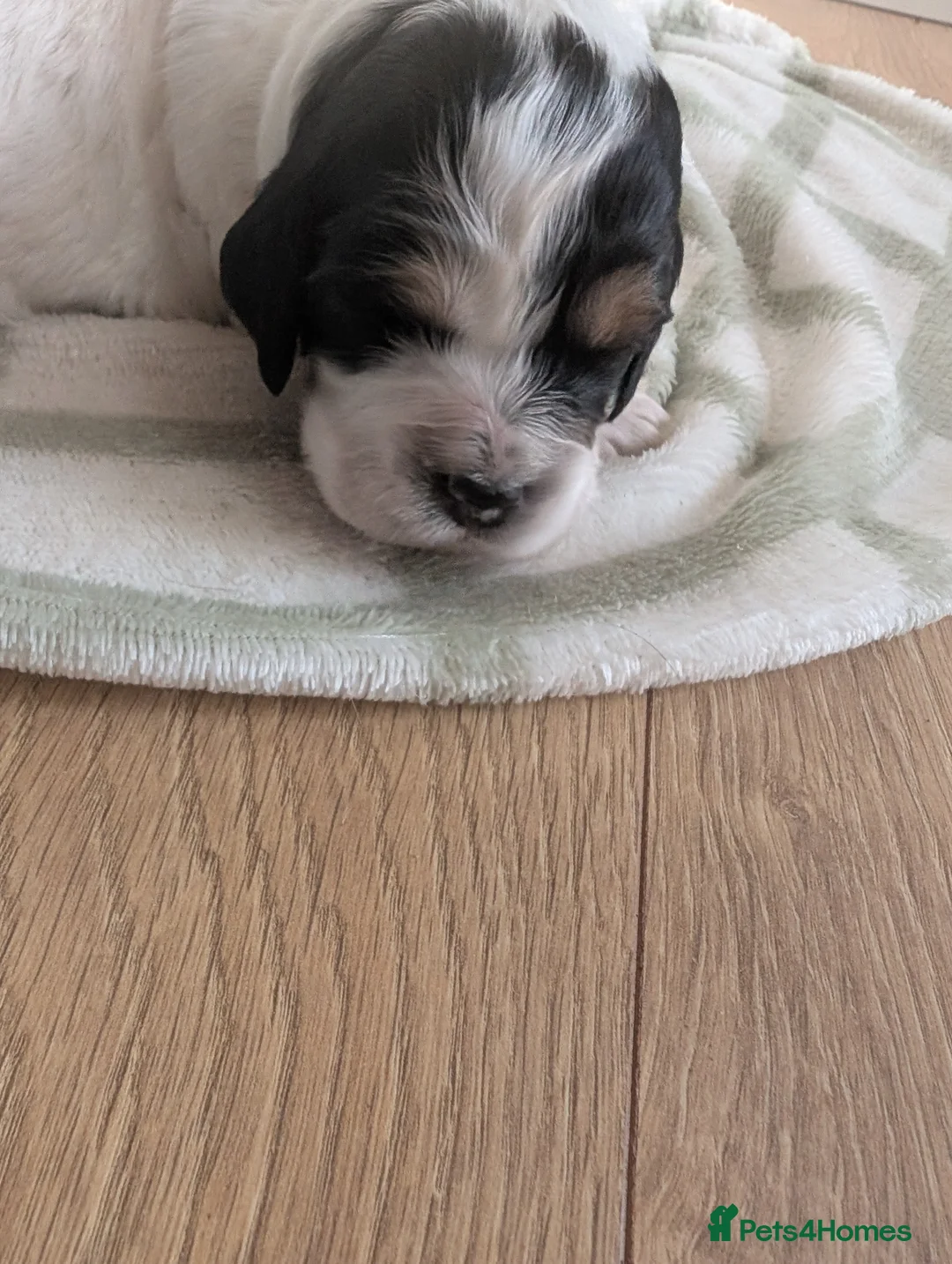 Cockapoo dogs for sale: Beautiful little of 5 Cockerpoos - Advert 25