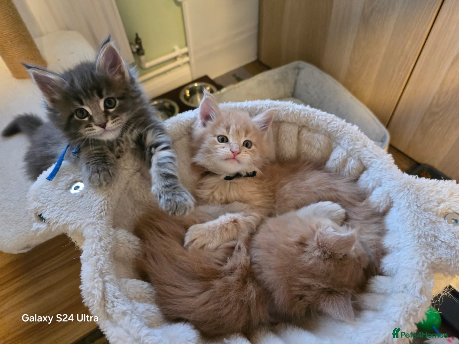 Maine Coon cats Gccf Maine Coon Kittens - Advert 17