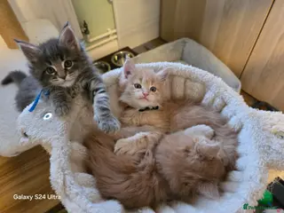 Maine Coon cats Gccf Maine Coon Kittens - Advert 17