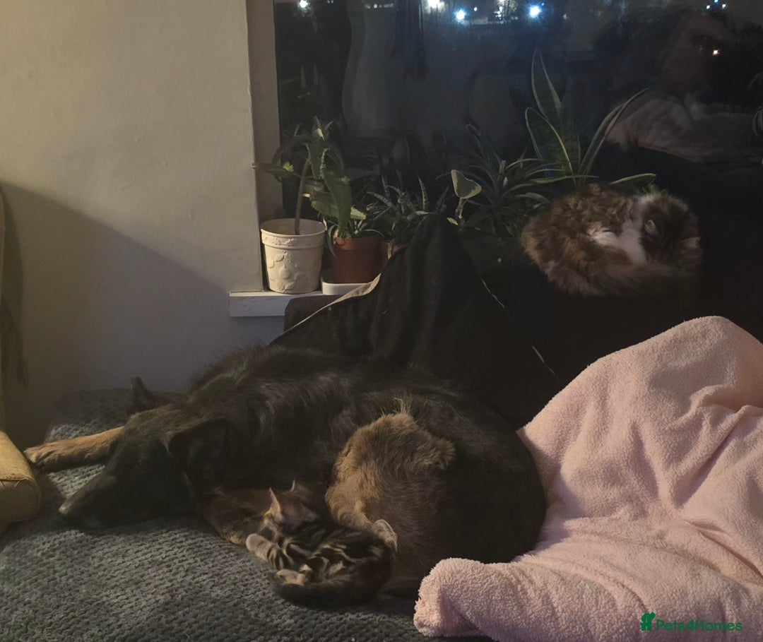 Mixed Breed cats for sale: Three boys looking for forever loving home  - Advert 21