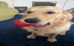 Golden Retriever dogs for stud: Proven Gorgeous Stud Dog - Image 13