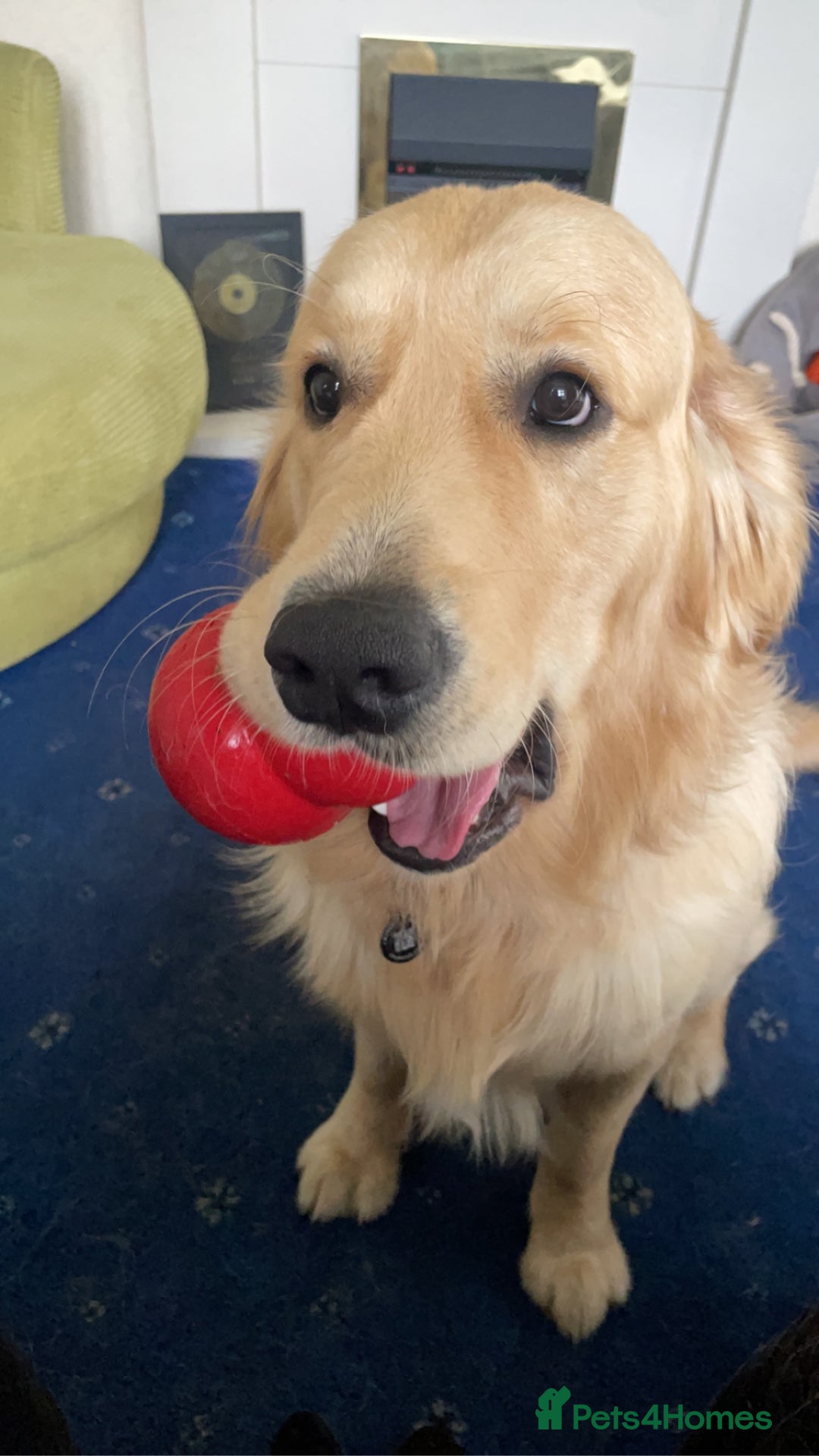 Golden Retriever dogs for stud: Proven Gorgeous Stud Dog - Image 13
