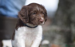 English Springer Spaniel dogs for sale: English springer spaniels  - Image 17