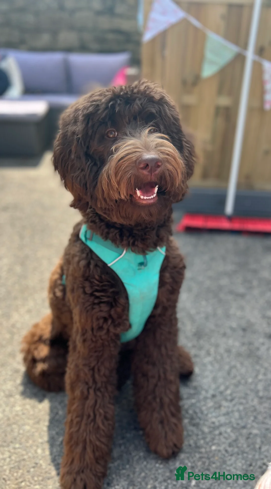 Labradoodle dogs for stud: Chocolate Standard Labradoodle Multigenerational  in Matlock - Advert 2