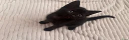 Mixed Breed cats for sale: Black kittens - Advert 6