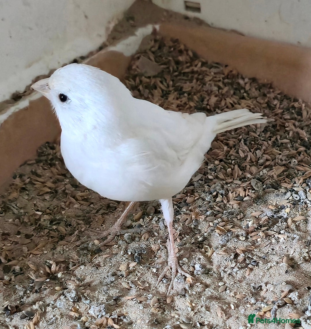 Canaries birds for sale: Canaries  - Advert 4