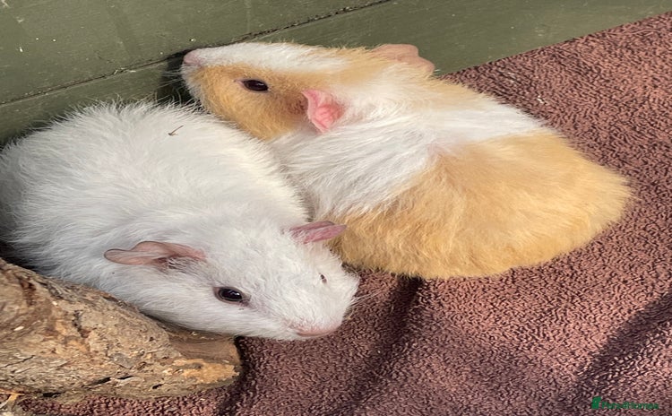 Guinea Pig rodents - Advert 17