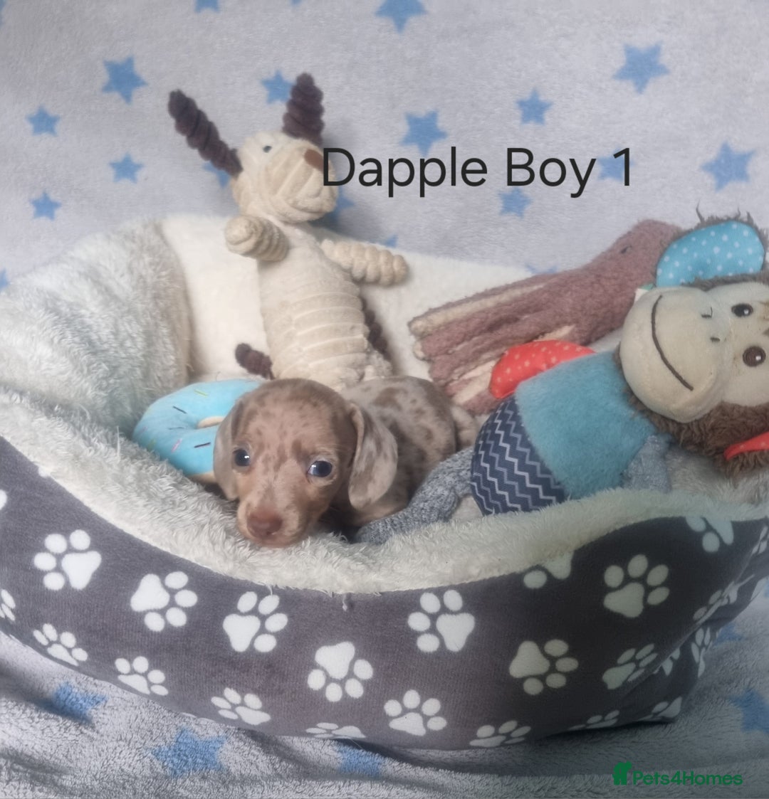 Miniature Dachshund dogs for sale: Stunning Miniature Dachshund Puppies - Image 12