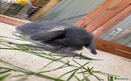Mini Lop rabbits for sale: 🖤🩶 GORGEOUS LITTER OF PUREBRED MINI LOPS 🖤🩶 - Image 14