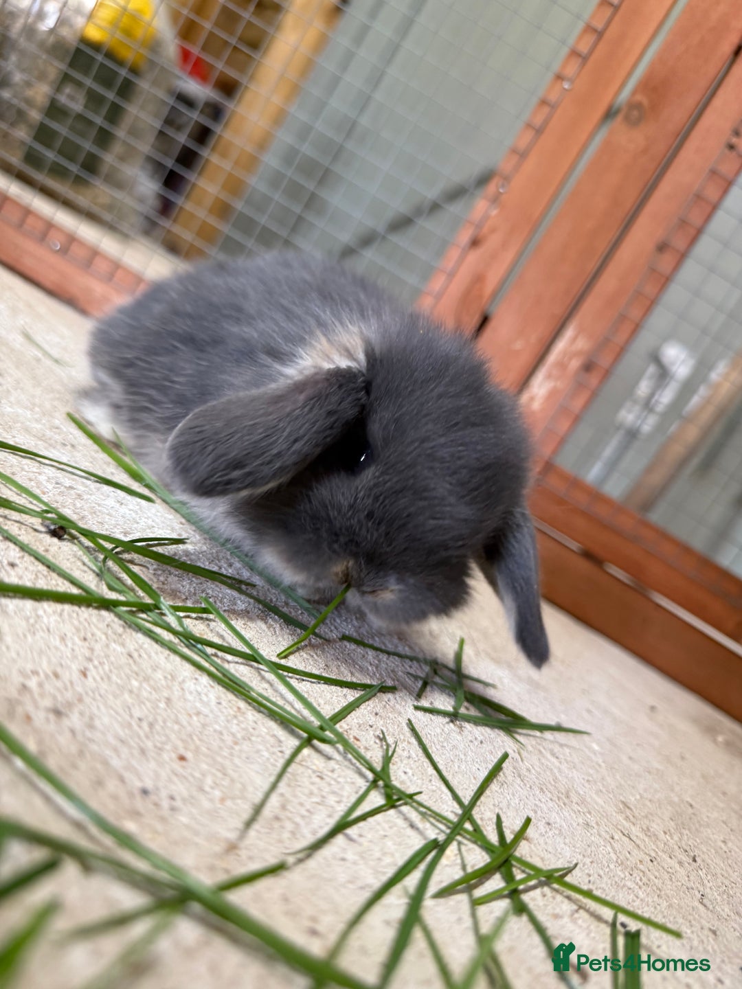 Mini Lop rabbits for sale: 🖤🩶 GORGEOUS LITTER OF PUREBRED MINI LOPS 🖤🩶 - Image 14