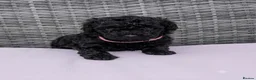 Miniature Poodle dogs for sale: Adorable kc reg miniature poodles - Advert 12