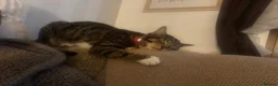 Mixed Breed cats for sale: Meet Maple - looking for her forever home  in Wirral - Advert 3