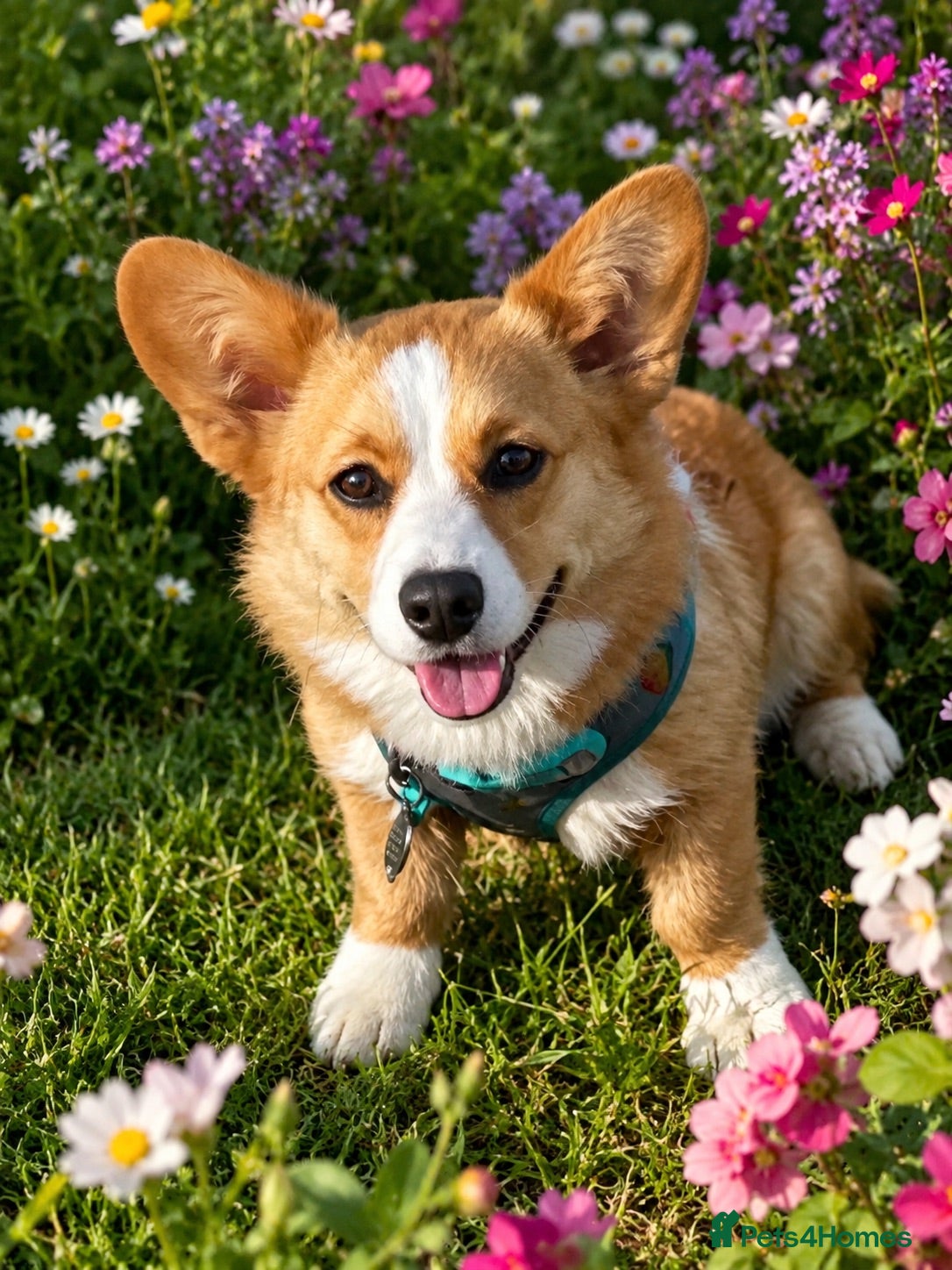 Welsh Corgi Cardigan dogs Cardigan Welsh Corgi girl - Advert 1
